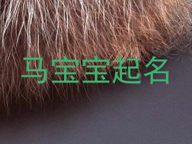 马宝宝起名