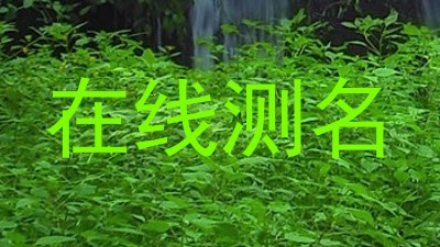 在线测名