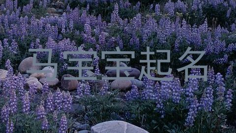 马宝宝起名