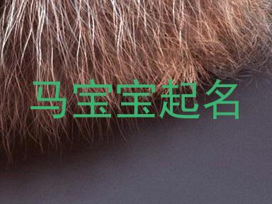马宝宝起名