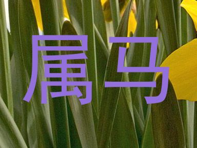 属马