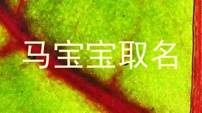 马宝宝取名
