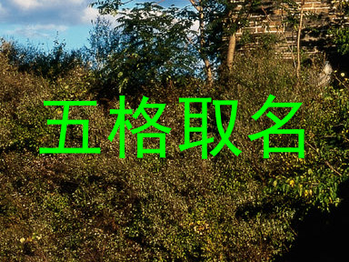 五格取名