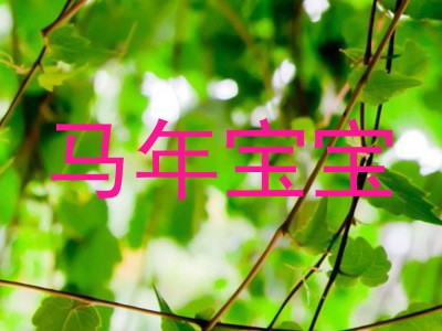 马年宝宝