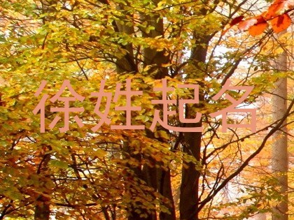 徐姓起名