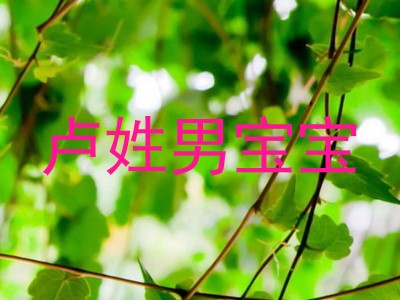卢姓男宝宝