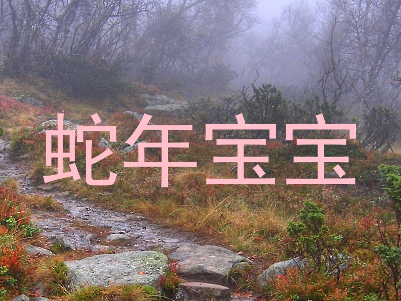 蛇年宝宝