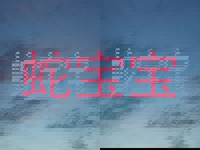 蛇宝宝