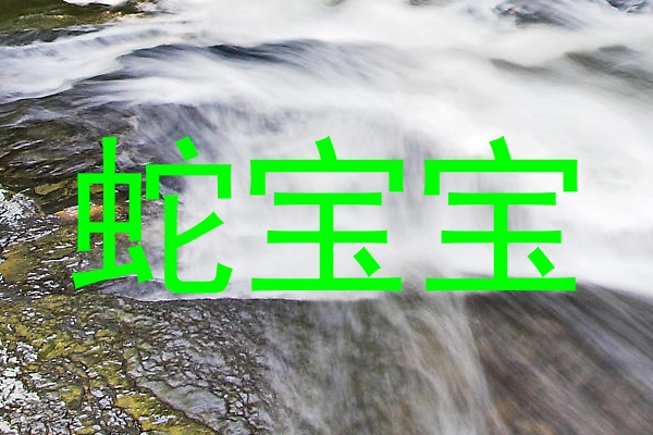 蛇宝宝