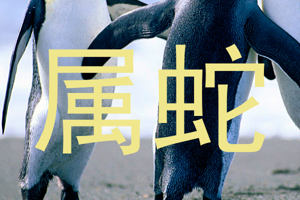 属蛇