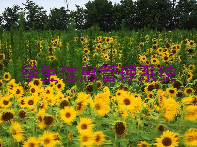 学生信息管理系统