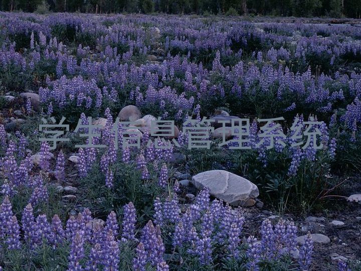 学生信息管理系统