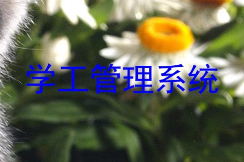 学工管理系统