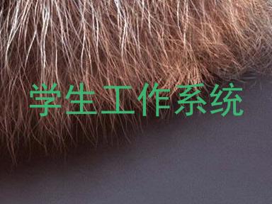 学生工作系统