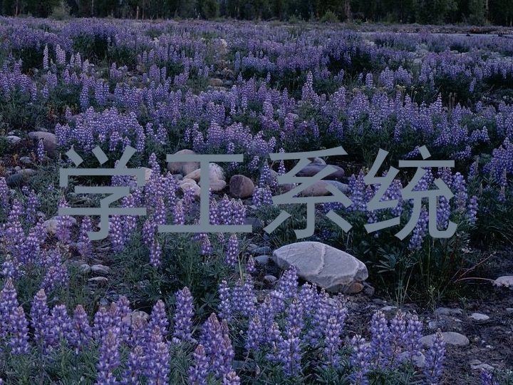 学工系统