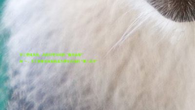 学工管理系统:高校日常运转的“隐形齿轮”
## 一、学工管理系统如何成为教务老师的“第二双手”