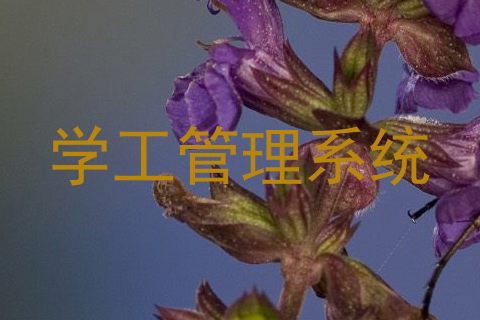 学工管理系统
