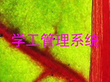 学工管理系统