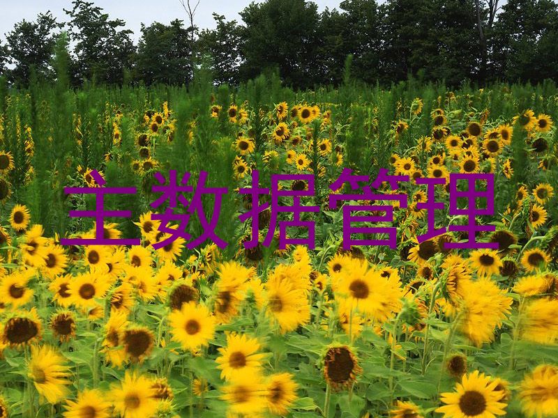 主数据管理