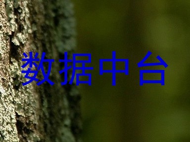 数据中台