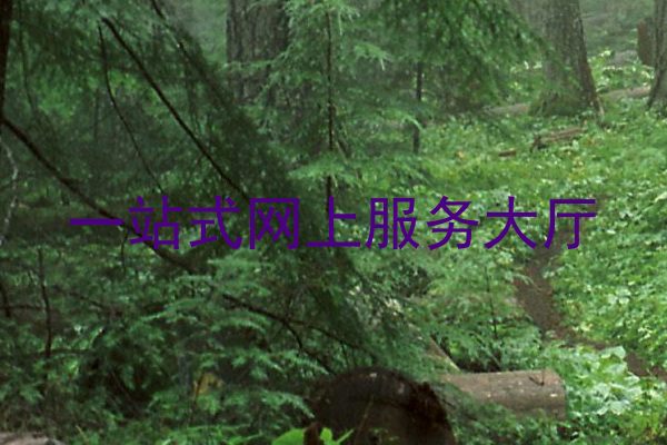 一站式网上服务大厅