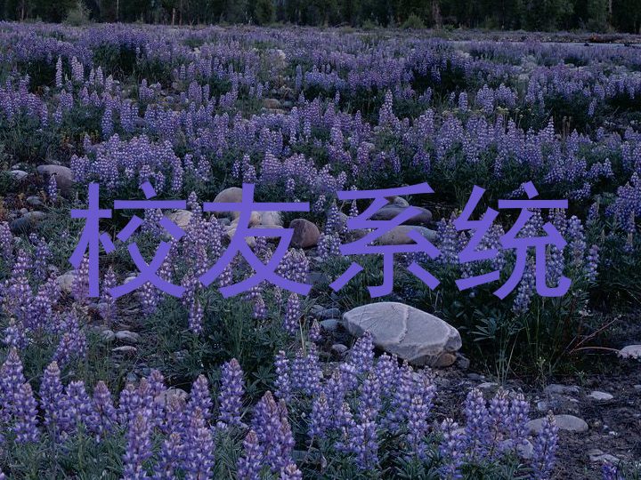 校友系统