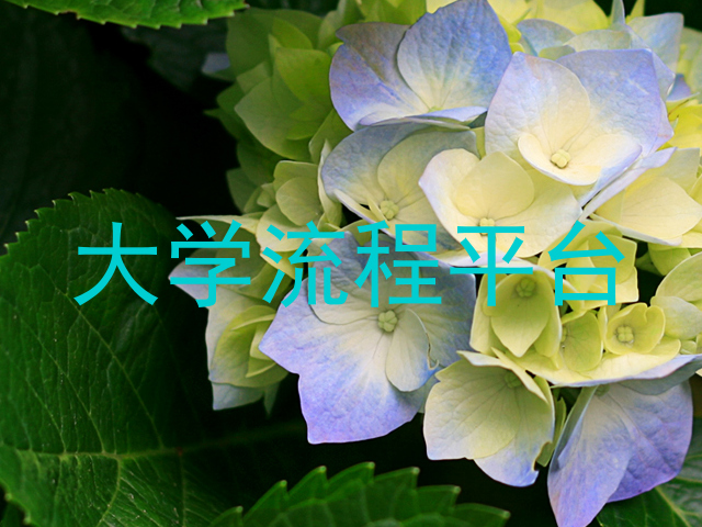 大学流程平台