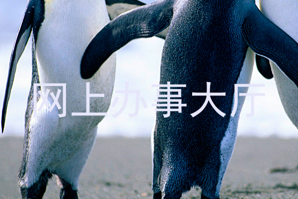 网上办事大厅