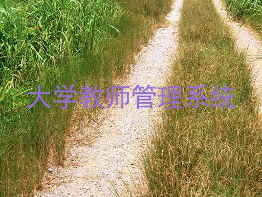 大学教师管理系统