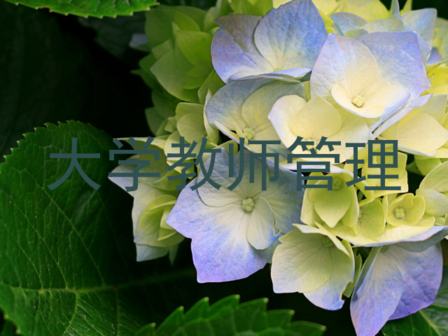大学教师管理