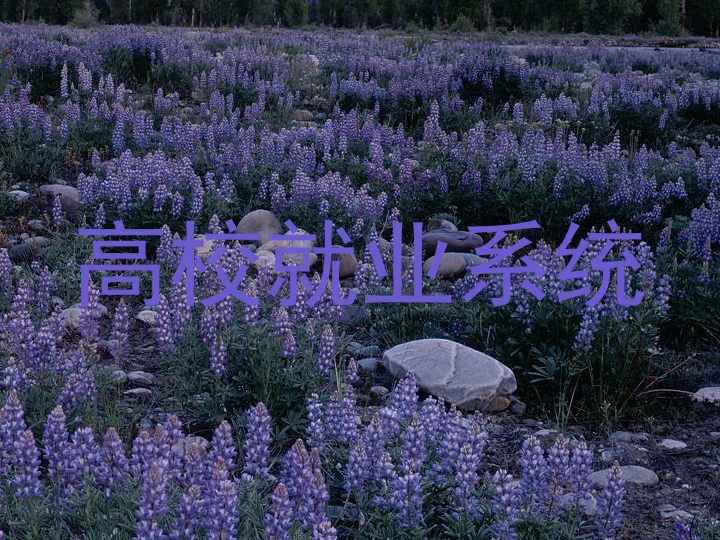 高校就业系统