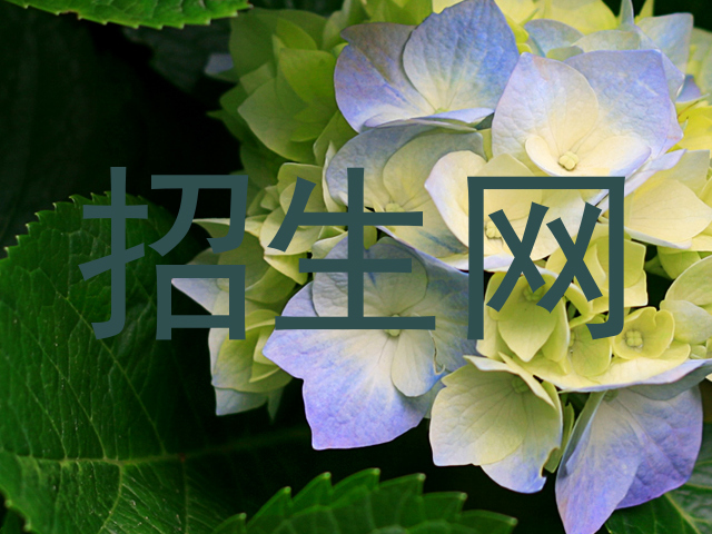招生网