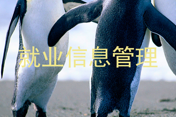 就业信息管理