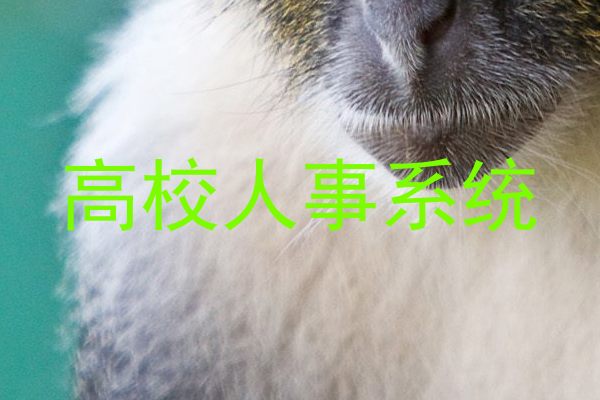 高校人事系统