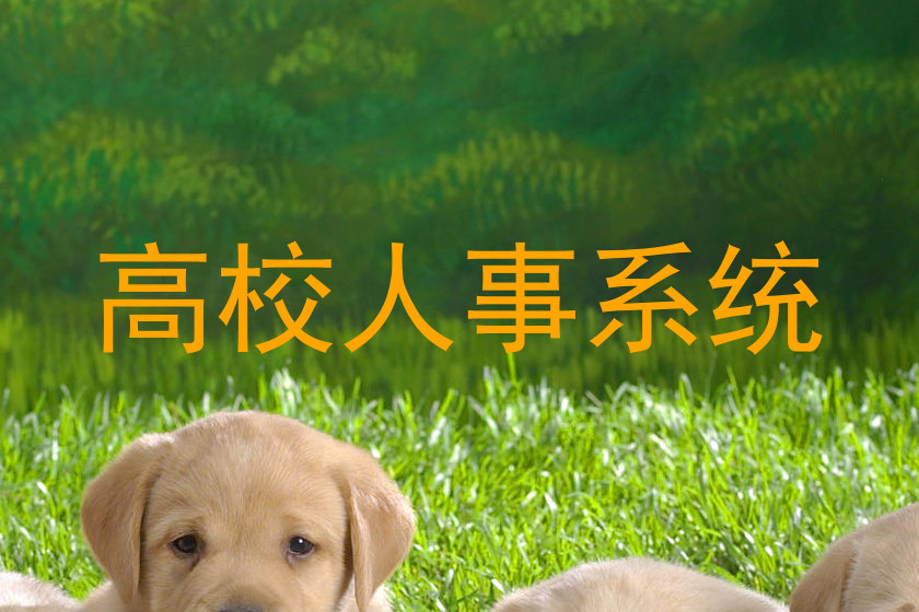高校人事系统