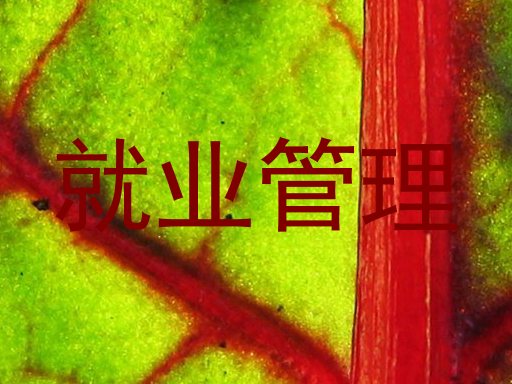 就业管理