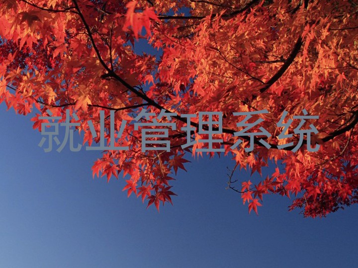 就业管理系统