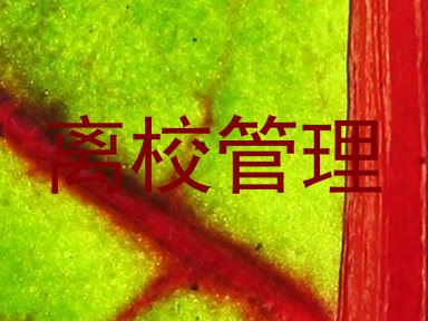 离校管理