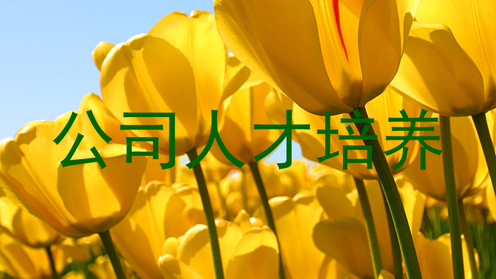 公司人才培养