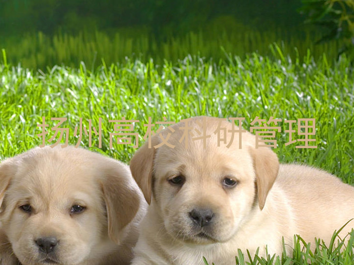 扬州高校科研管理