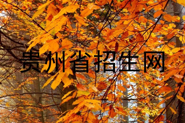 贵州省招生网