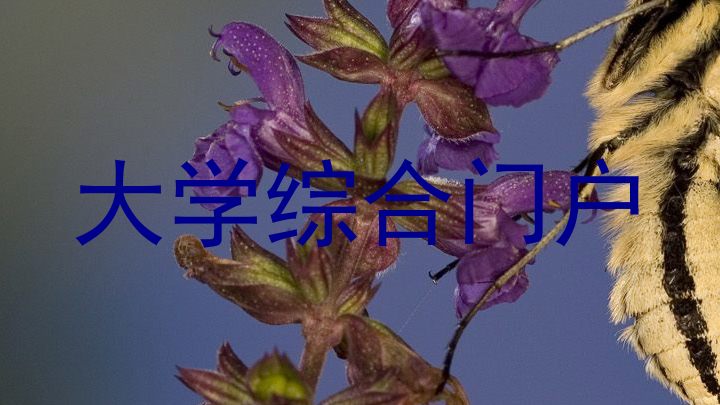 大学综合门户