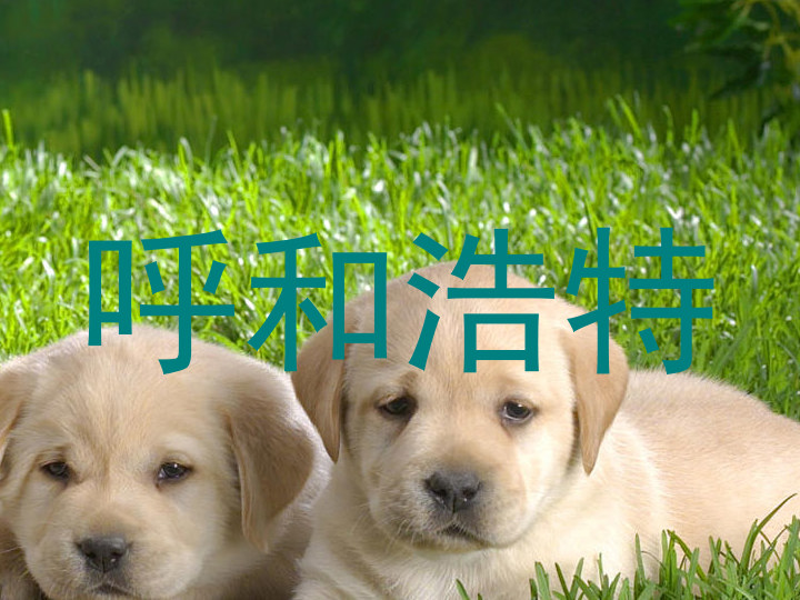 呼和浩特