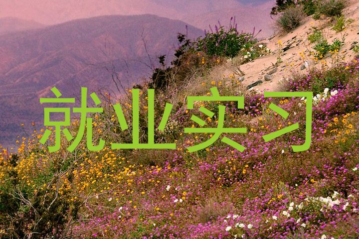 就业实习