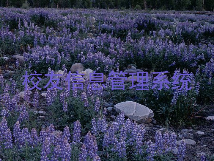 校友信息管理系统