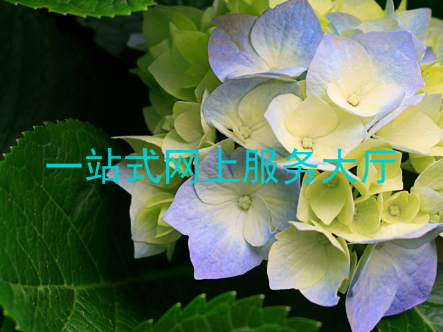一站式网上服务大厅