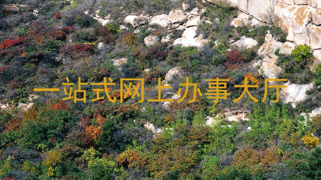 一站式网上办事大厅