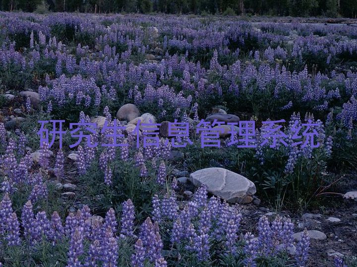 研究生信息管理系统