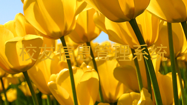 校友信息管理系统