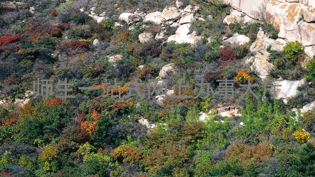 师生一站式网上办事大厅